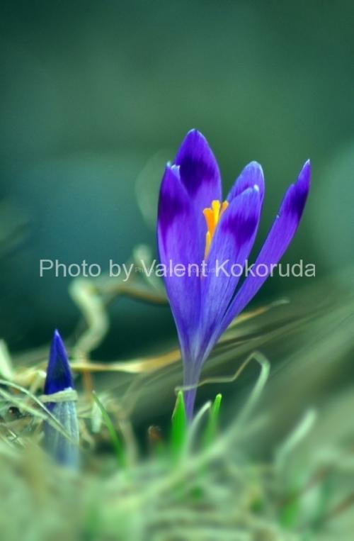 Krokus